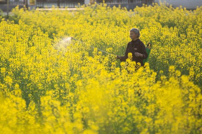 革命老區(qū)10萬畝油菜花開