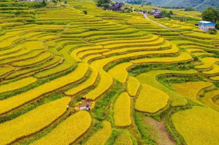 金秋梯田開鐮成“豐”景